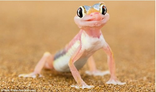 奇趣动物 世界上的奇怪生物集合（图）