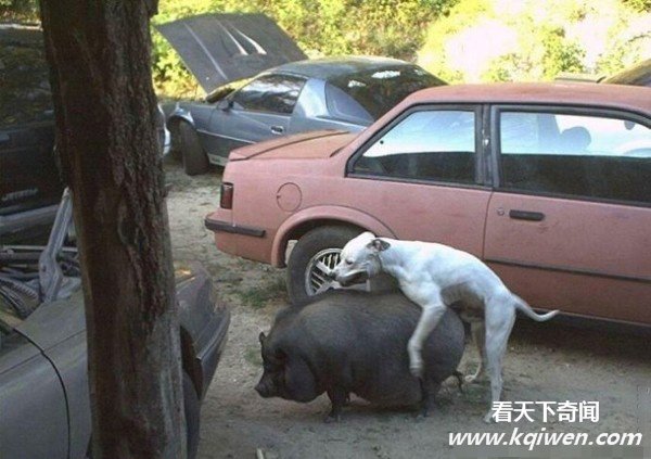 动物滥爱的超猛场面 强暴异类疯狂性图盘点(组图)