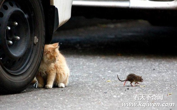 动物滥爱的超猛场面 强暴异类疯狂性图盘点(组图)