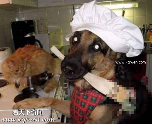 作为禽兽，我的压力也很大