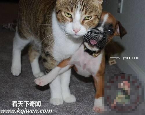 作为禽兽，我的压力也很大